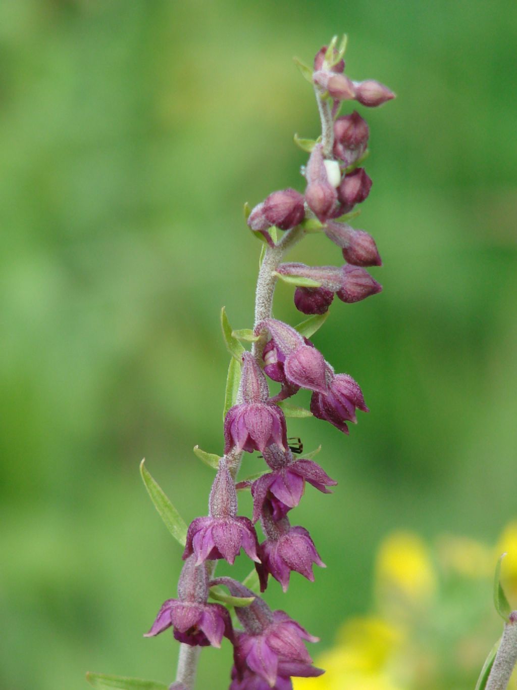 ???  -  Epipactis atrorubens
